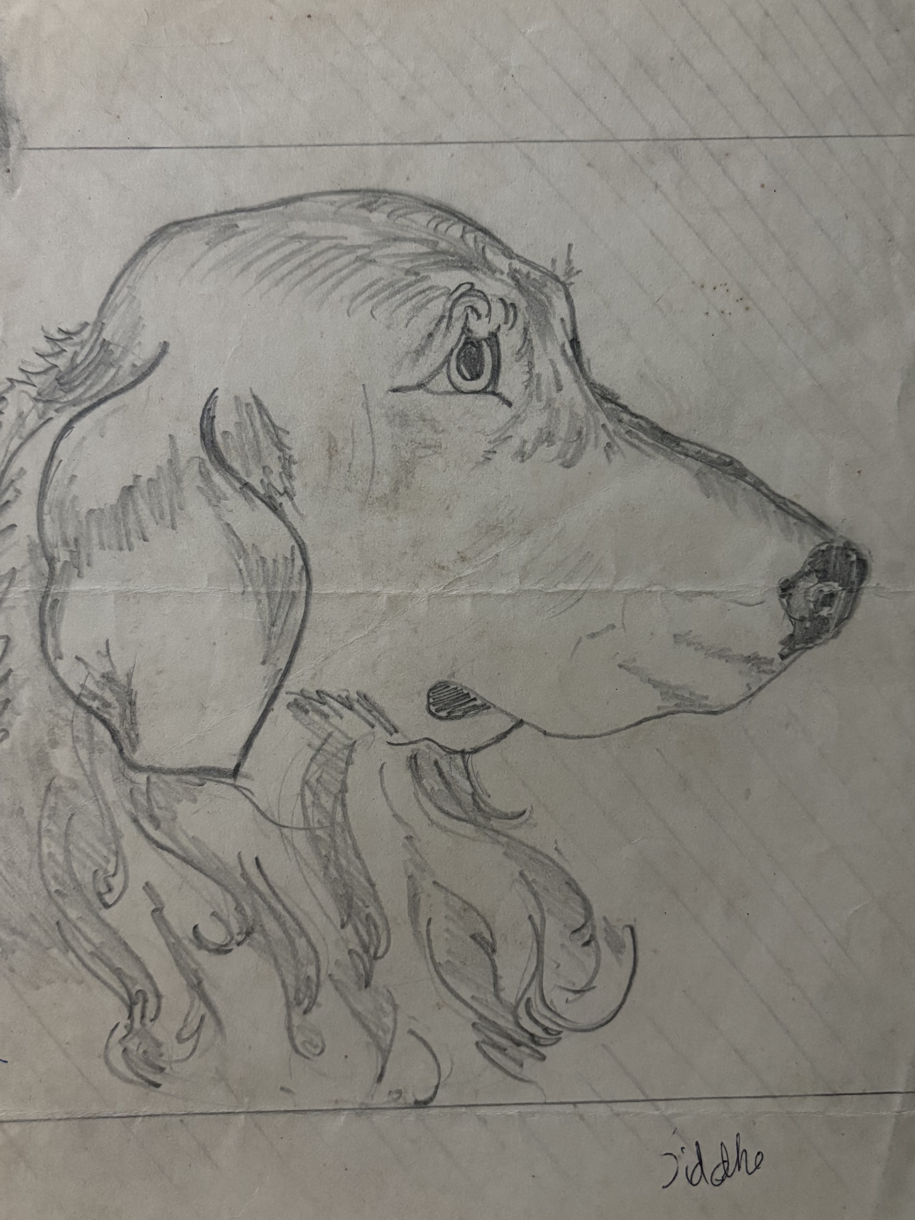 Pencil drawing of a labrador, 1998